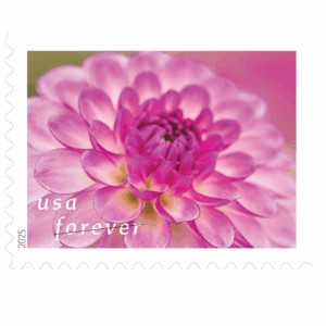 2025 First-Class Forever Dahlias